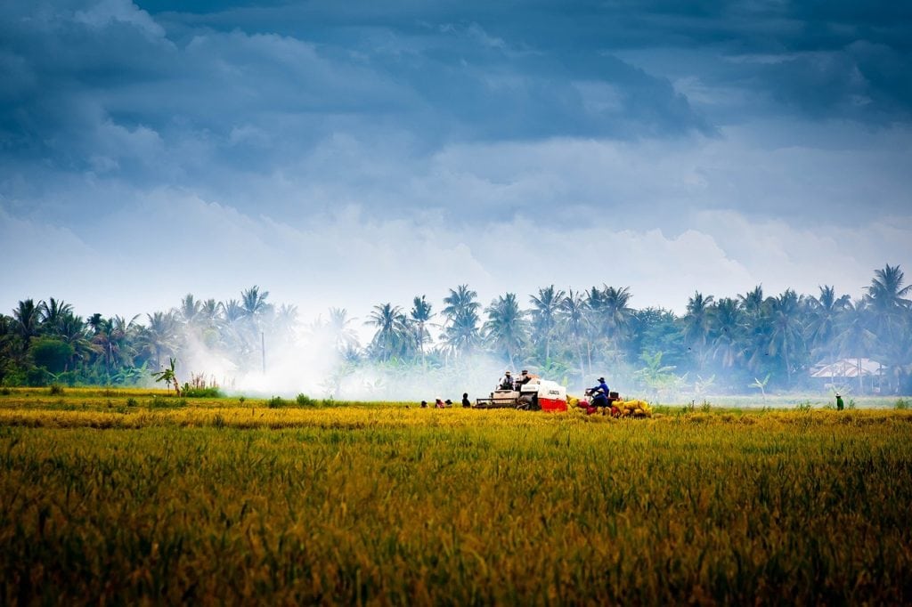 champs de riz au Vietnam